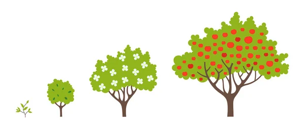 과일나무를 과정을 거둔다 과수원의 양력있는 그래픽 — 스톡 벡터