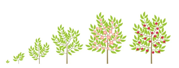 桜の成長段階 ベクトルイラスト 熟成期間の進行 チェリーフルーツツリーライフサイクルアニメーション植物苗 甘い桜 — ストックベクタ