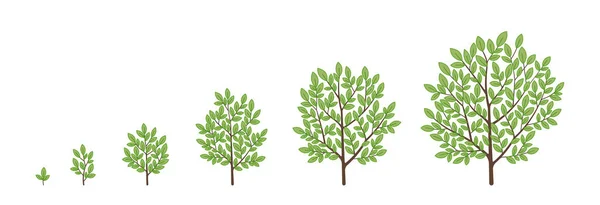 木の成長段階 ベクターイラスト 熟成期間の進行 樹木のライフサイクルアニメーション植物の苗の段階 — ストックベクタ