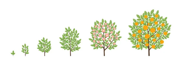 成熟期的进展 动植树幼苗 — 图库矢量图片
