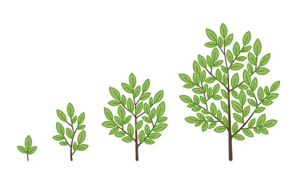 Stádia Růstu Stromů Vektorová Ilustrace Zrání Období Progrese Animace Životního — Stockový vektor