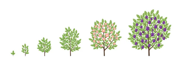 熟成期間の進行 アニメーションツリー植物苗 — ストックベクタ