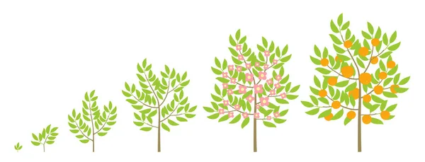 Mognadsperiod Progression Animationsträd Plantplanta — Stock vektor