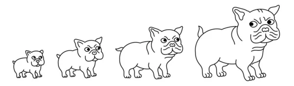 斗牛犬生长的各个阶段 从小狗到成年狗动物宠物 成长的过程 可编辑的大纲笔划 矢量信息图 — 图库矢量图片