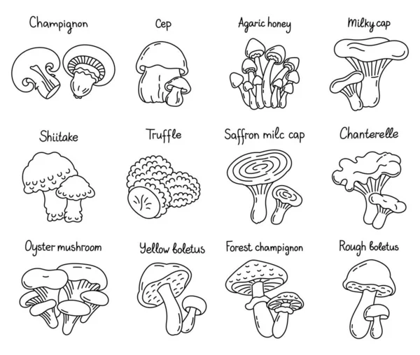 Conjunto Ícones Cogumelos Comestíveis Ilustração Fungos Linha Vetores Curso Esboço — Vetor de Stock