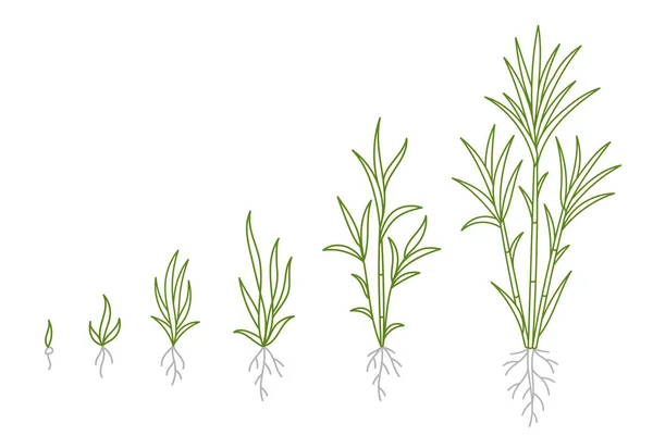 Şeker Kamışı Bitki Büyüme Evresinin Animasyonu Çizimi Siyah Çizgi Çizgisi — Stok Vektör