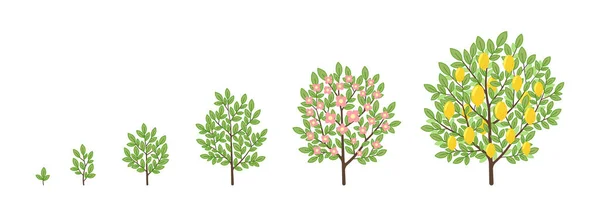 成熟期的进展 动植树苗木 — 图库矢量图片