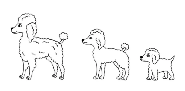 Stufen Des Pudelwachstums Gesetzt Vom Welpen Zum Erwachsenen Hund Haustiere — Stockvektor