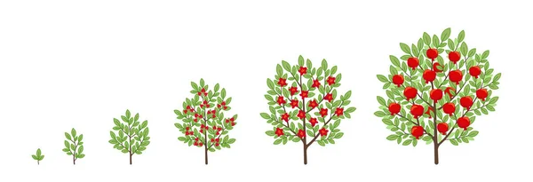 Ripening Period Progression Animation Plant Seedling — Stock Vector
