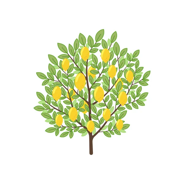 Citronový Strom Ovocná Citrusová Rostlina Vektorová Ilustrace — Stockový vektor
