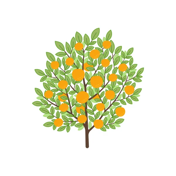 Sinaasappelboom Vruchtboomplant Vectorillustratie — Stockvector