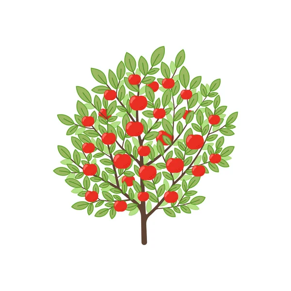 Appelboom Vruchtboomplant Vectorillustratie — Stockvector