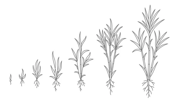 Caña Azúcar Animación Del Desarrollo Etapa Crecimiento Planta Esquema Línea — Archivo Imágenes Vectoriales