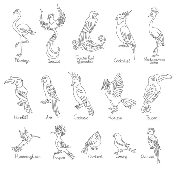 Hornbill Bird Editable Outline Stroke Vector Line Illustration Open Paths — Stock Vector