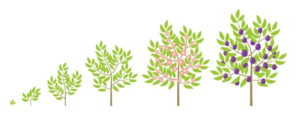 Progressão Período Maturação Planta Árvore Animação Plântula —  Vetores de Stock