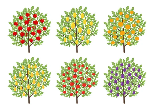 Types Fruit Trees Orchard Garden Set Vector Illustration — Stock Vector