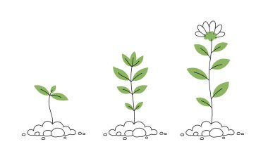 Genç çiçek bitkisi yaşam süreci bilgi gösterimi.
