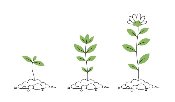 Ilustración Infográfica Del Proceso Vida Planta Flor Joven — Vector de stock
