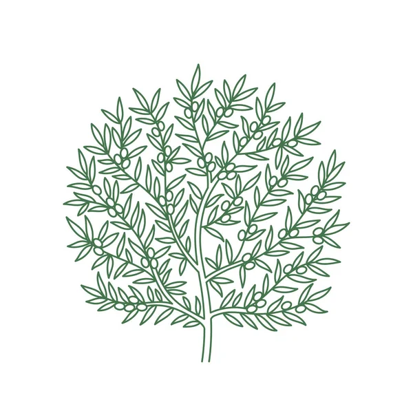 オリーブの木のオイルラッパーの背景 編集可能なアウトラインストローク ベクターラインイラスト — ストックベクタ