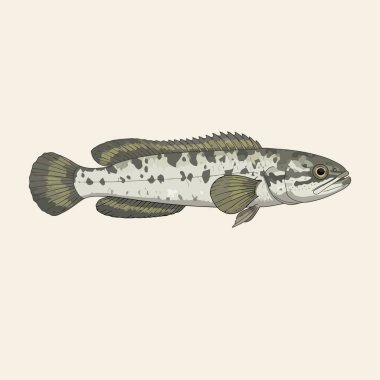 Illustration of a Spotted Snakehead Fish clipart