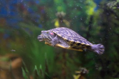 Ev akvaryumunda küçük bir kaplumbağa yüzüyor. Hayvanlar