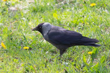 Çimlerin üzerinde yiyecek arayan bir karga. Hayvan.