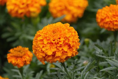Tagetes erekta. Güzel turuncu kadife çiçeğine yaklaş. Doğa