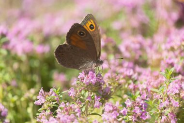 Gatekeeper (Pyronia tithonus) sitting in a sun-drenched forest clearing. Insects clipart