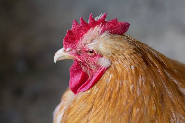 Yakından kırmızı tüylü safkan horoz. Tarım