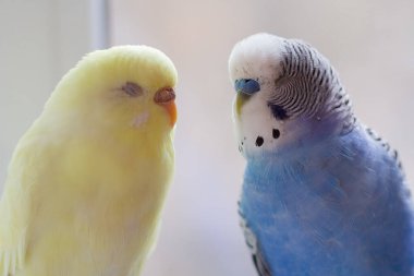 Mavi ve sarı muhabbet kuşu ve kuşun yakın çekimi. Kuş