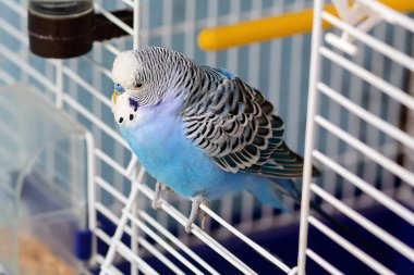 Mavi papağan içerideki kafes çıkışında oturuyor. Kuş