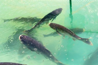 Sazan balığı havuzda birlikte yüzüyor. Balıkçılık endüstrisi