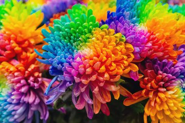 Farklı renklerde boyanmış güzel kasımpatılar. Çiçekler.