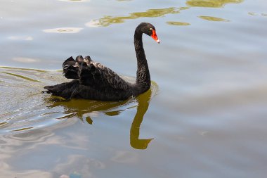 Siyah kuğu, Cygnus atratus gölde yüzer. Kuşlar