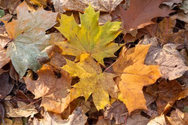 Yere düşen akçaağaç yaprakları. Sonbahar arkaplanı