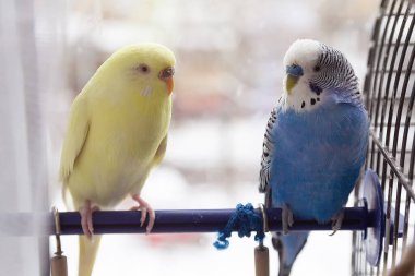 Mavi muhabbet kuşu ve sarı muhabbet kuşu (melopsittacus undulatus) bir tünekte otururlar. Kuş