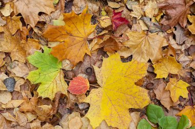 Yere dökülen rengarenk yapraklar. Sonbahar arkaplanı