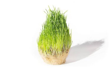 Beyaz arka planda yeşil doğal çimenler. Bitki