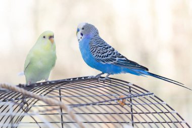 Kafeste iki yerli papağan oturuyor. Kuşlar