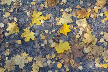 Yere dökülen sarı yapraklar var. Sonbahar arkaplanı
