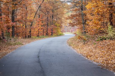 Sonbahar ormanında asfalt yol. Seyahat