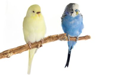 Sarı ve mavi dalgalı papağan beyaz arka planda izole edilmiş bir levrekte oturuyor. Kuş