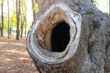 Ağaçta oyuk bir kuş. Kuş evi, içi boş ağaç kabuğu.