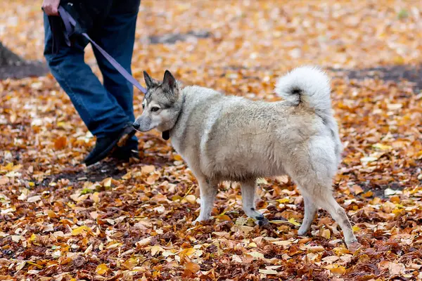 Sonbahar parkında köpekli bir adam yürüyüşe çıktı.