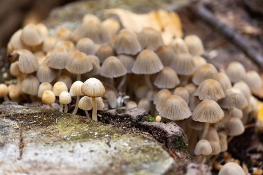 Çok eski güdük üzerinde çöp. Doğa
