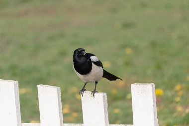 Rustik çit siyah ve beyaz Magpie. Kuşlar