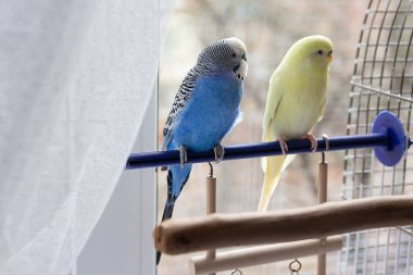 Muhabbet kuşu kafes yakınındaki Polonyalılar üzerinde durur. Kuşlar