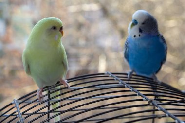 Odadaki kafeste oturan mavi ve sarı muhabbet kuşları. Kuşlar