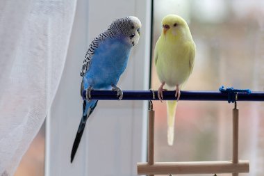 Mavi ve sarı muhabbet kuşları odadaki bir levrekte oturuyorlar. Kuşlar