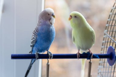 Odadaki bir tüneğe oturmuş muhabbet kuşları. Kuşlar